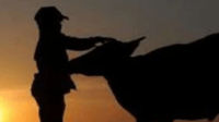 Sapi Bantuan Hilang dan Dijual, Bukti Korupsi di Bajeng Barat Menguat