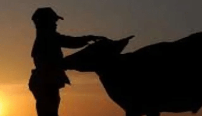 Sapi Bantuan Hilang dan Dijual, Bukti Korupsi di Bajeng Barat Menguat